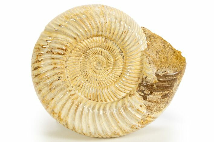 Polished Jurassic Ammonite (Kranosphinctes) - Madagascar #312364